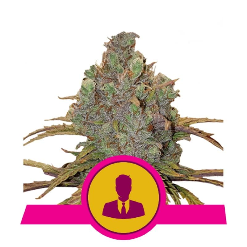 El Patron Strain di Royal Queen Seeds - Una varietà di cannabis premium con qualità reale. Scopri le caratteristiche uniche di El Patron Strain.