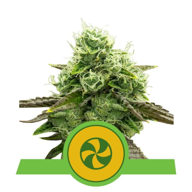 Goditi il dolce relax con la varietà di cannabis Sweet ZZ Automatic di Royal Queen Seeds - Una varietà autofiorente con deliziosi aromi.