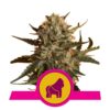 Mother Gorilla di Royal Queen Seeds: Scopri Mother Gorilla, una potente varietà di cannabis con una forte genetica. Goditi il suo aroma intenso e gli effetti rilassanti. Una preferita tra i coltivatori esperti.