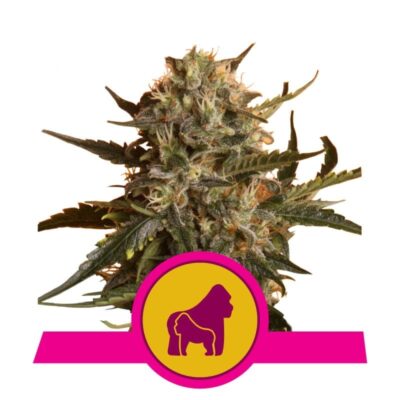 Mother Gorilla di Royal Queen Seeds: Scopri Mother Gorilla, una potente varietà di cannabis con una forte genetica. Goditi il suo aroma intenso e gli effetti rilassanti. Una preferita tra i coltivatori esperti.