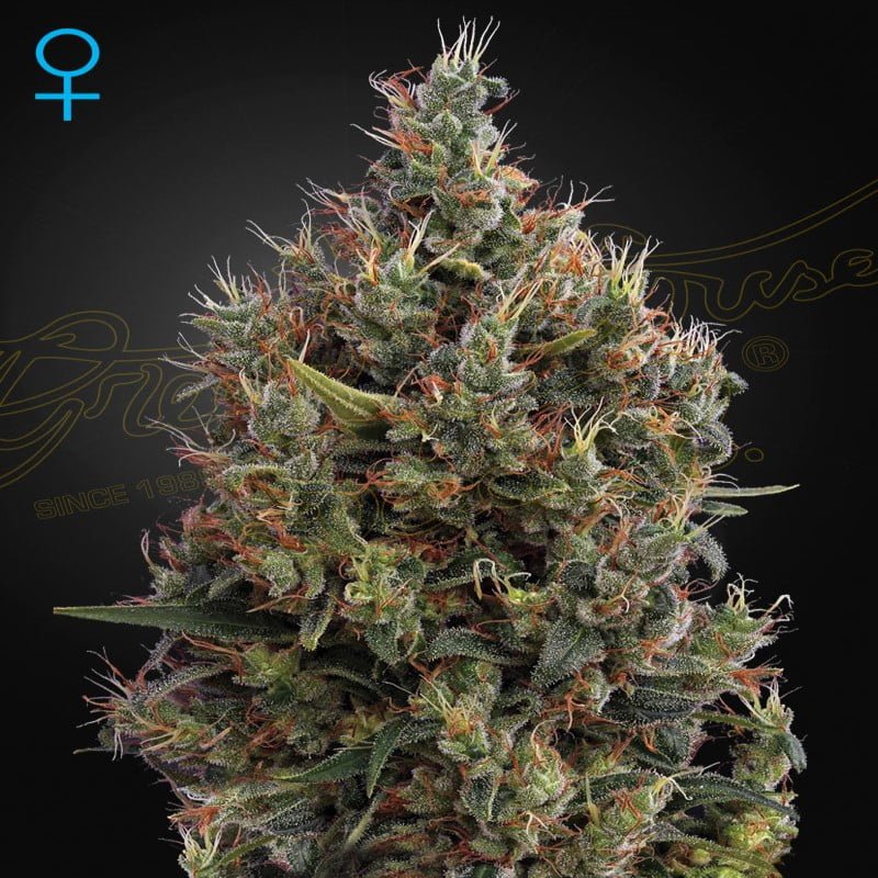 Big Bang Autoflower - Una straordinaria varietà autofiorente con crescita potente e rese elevate. Scopri la crescita esplosiva di Big Bang Autoflower per un'esperienza di coltivazione soddisfacente e facile.