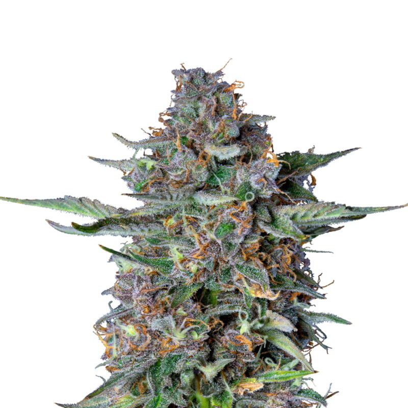Do-si-dos Automatic di Royal Queen Seeds - Una varietà di cannabis a fioritura automatica con il caratteristico sapore Do-si-dos. Sperimenta la facilità e la qualità di Do-si-dos Automatic.
