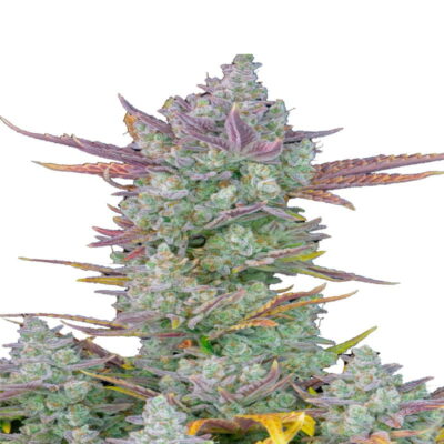 Gorilla Cookies Auto di Fast Buds - Scopri la potente e saporita combinazione di Gorilla Cookies in forma autofiorente. Goditi la coltivazione facile di Gorilla Cookies Auto.