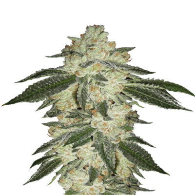 Green Crack Auto - Sperimenta gli effetti energizzanti e stimolanti della Green Crack in forma autofiorente. Goditi la facile coltivazione con Green Crack Auto di Fast Buds.