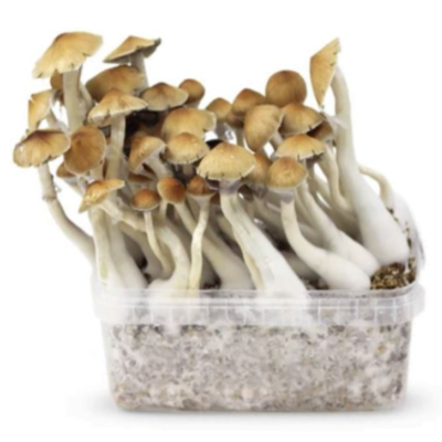 Paddo Growkit McKennaii: Coltiva tu stesso i potenti e visivamente impressionanti funghi McKennaii con questo pratico kit di coltivazione.