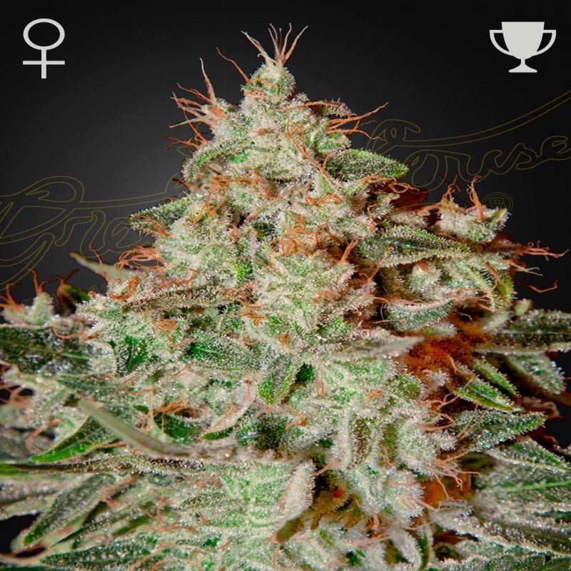 Lemon Skunk di Greenhouse Seeds