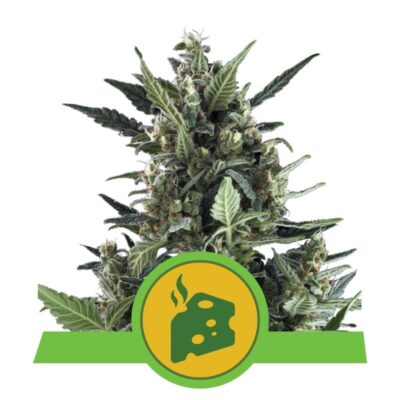 Blue Cheese Automatic - Una varietà di cannabis autofiorente con il caratteristico sapore Blue Cheese. Goditi la coltivazione senza sforzo e gli aromi unici di Blue Cheese Automatic.