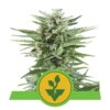 Easy Bud di Royal Queen Seeds - Una varietà di cannabis facile da coltivare con risultati eccellenti. Scopri la coltivazione senza sforzo di Easy Bud.