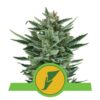 Quick One di Royal Queen Seeds: Una varietà di cannabis a fioritura rapida e potente per risultati rapidi e soddisfacenti.