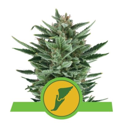 Quick One di Royal Queen Seeds: Una varietà di cannabis a fioritura rapida e potente per risultati rapidi e soddisfacenti.