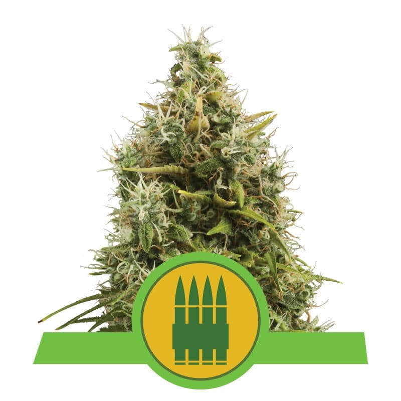 Royal AK Automatic di Royal Queen Seeds: una varietà di cannabis autofiorente a fioritura rapida e potente con le caratteristiche distintive della AK 47.