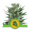 Royal Cheese Automatic di Royal Queen Seeds: una varietà di cannabis autofiorente a fioritura rapida e aromatica con caratteristiche distintive.