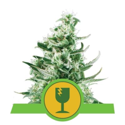 Royal Critical Automatic di Royal Queen Seeds: Una varietà di cannabis autofiorente a fioritura rapida e affidabile con potenti caratteristiche.