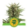 Scopri i profumi incantevoli della varietà di cannabis Sweet Skunk Automatic di Royal Queen Seeds - Una varietà autofiorente con un tocco dolce.