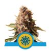 Euphoria CBD di Royal Queen Seeds - Goditi l'equilibrio armonioso di CBD e una sottile sensazione di euforia. Vivi il relax di Euphoria CBD.