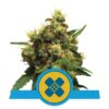 Painkiller XL di Royal Queen Seeds: Sperimenta sollievo con le potenti proprietà analgesiche di questa varietà di cannabis ricca di CBD.