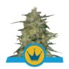 Scopri l'eleganza regale della varietà di cannabis Royal Highness di Royal Queen Seeds - Una scelta equilibrata e raffinata per gli intenditori.