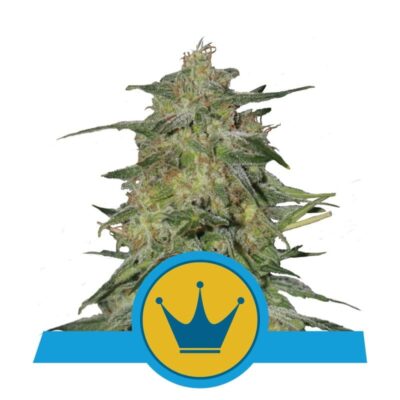 Scopri l'eleganza regale della varietà di cannabis Royal Highness di Royal Queen Seeds - Una scelta equilibrata e raffinata per gli intenditori.