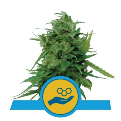 Solomatic CBD di Royal Queen Seeds: una autofiorente ricca di CBD di alta qualità con sapori fruttati e aromi piacevoli, ideale per uso medicinale.