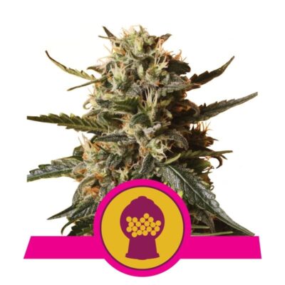 Bubblegum XL - Una varietà di cannabis saporita con aromi dolci e simili al bubblegum. Scopri le caratteristiche uniche di Bubblegum XL per un'esperienza piacevole.