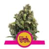 Candy Kush Express di Royal Queen Seeds - Una varietà di cannabis a fioritura rapida con aromi dolci e speziati. Goditi l'esperienza unica di Candy Kush Express.