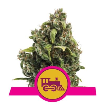 Candy Kush Express di Royal Queen Seeds - Una varietà di cannabis a fioritura rapida con aromi dolci e speziati. Goditi l'esperienza unica di Candy Kush Express.