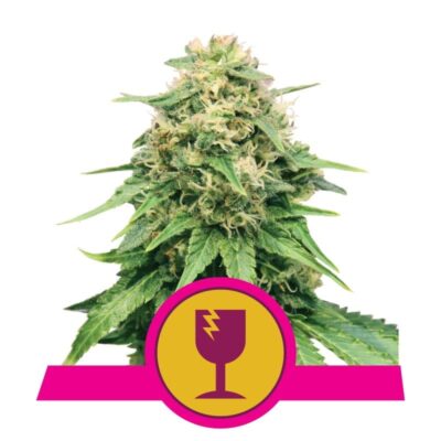 Royal Queen Seeds Critical - Una potente varietà di cannabis con genetica reale. Scopri le caratteristiche uniche di Royal Queen Seeds Critical.