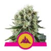 Critical Kush di Royal Queen Seeds - Una potente varietà di cannabis con il perfetto equilibrio tra genetiche Critical e Kush. Scopri le caratteristiche uniche di Critical Kush.