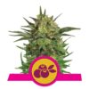 Haze Berry di Royal Queen Seeds - Goditi una combinazione armoniosa di Haze e Blueberry con la varietà di cannabis Haze Berry. Un'esperienza saporita e potente.