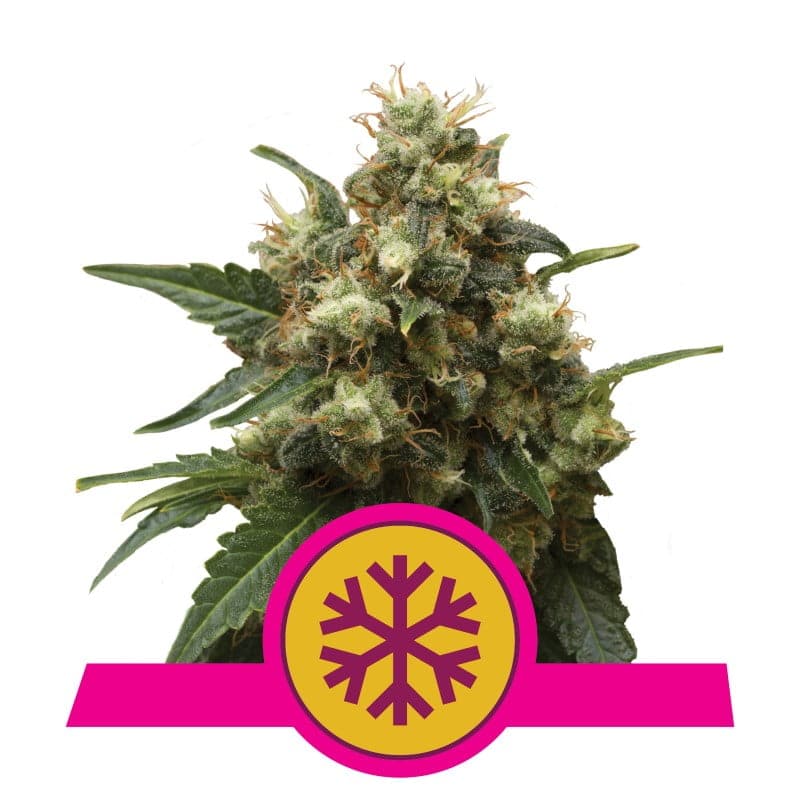 Ice Wiet di Royal Queen Seeds - Goditi la potenza rinfrescante e gli effetti energizzanti della varietà di cannabis Ice, perfetta per uno sballo energico.