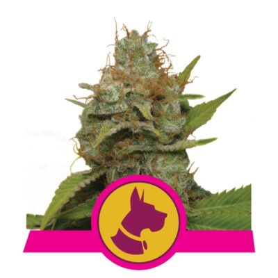 Kali Dog di Royal Queen Seeds