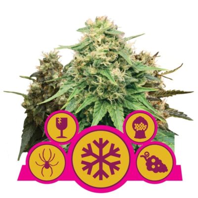 Feminized Mix di Royal Queen Seeds - Una mix variegata di semi di cannabis femminizzati per esperienze di crescita diverse. Scopri la versatilità della Feminized Mix.