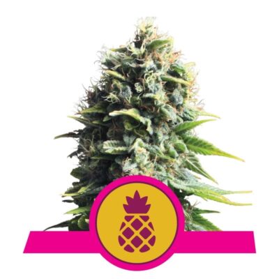 Pineapple Kush di Royal Queen Seeds: Scopri i sapori esotici e dolci di questa deliziosa varietà di cannabis a predominanza Indica.