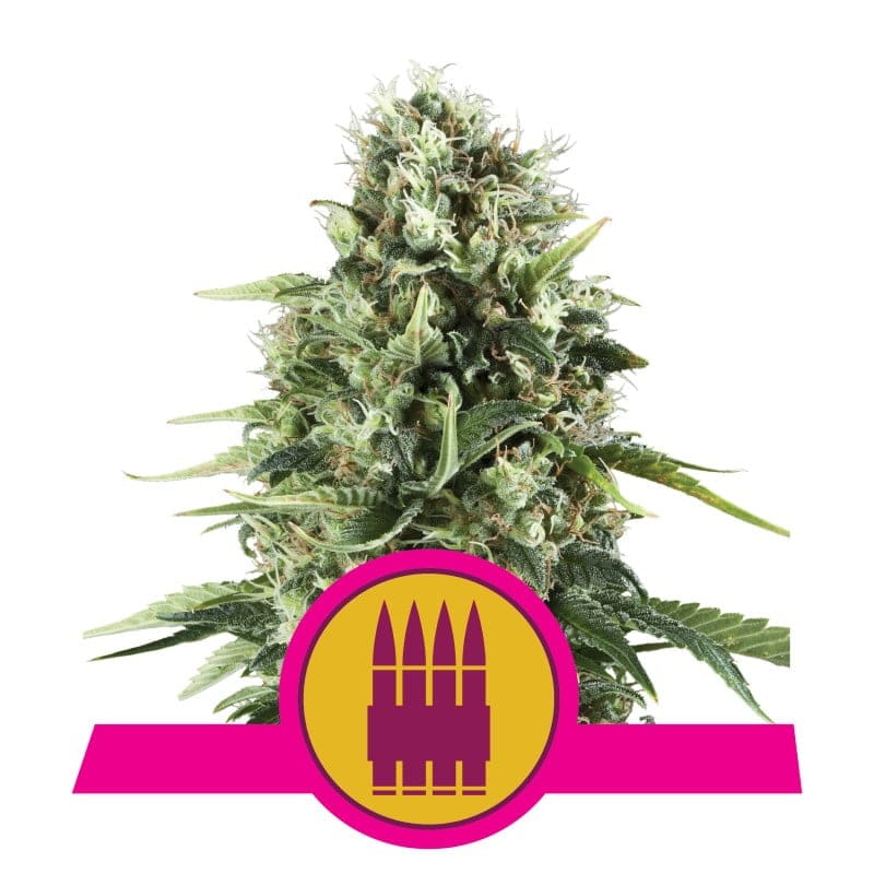 Royal AK di Royal Queen Seeds: Una varietà di cannabis potente e iconica con caratteristiche distintive di AK-47 per gli appassionati più esigenti.