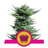 Splendente e potente: varietà di cannabis Shining Silver Haze di Royal Queen Seeds - Una scelta leggendaria per intensità e sapore.