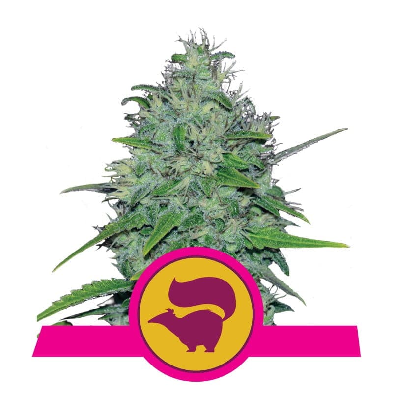 Goditi gli aromi caratteristici e la potenza della varietà di cannabis Skunk XL di Royal Queen Seeds - Una scelta potente per intenditori.