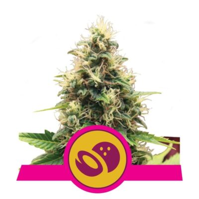 Goditi la dolce tentazione della varietà di cannabis Somango XL di Royal Queen Seeds - Una scelta fruttata e potente per i conoscitori.