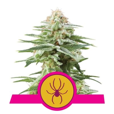 White Widow Royal Queen Seeds - Scopri la leggendaria varietà White Widow di Royal Queen Seeds. Una preferita tra gli appassionati di cannabis in tutto il mondo.