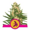 Fat Banana di Royal Queen Seeds - Una potente e gustosa varietà di cannabis con un delizioso aroma di banana. Scopri la forza piacevole di Fat Banana.