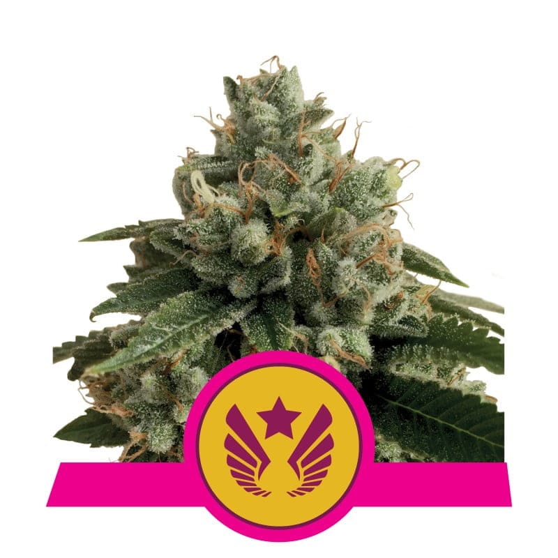 Legendary OG Punch di Royal Queen Seeds