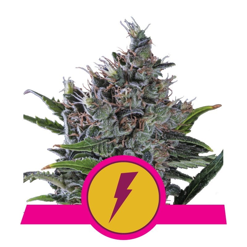 North Thunderfuck di Royal Queen Seeds: Scopri la forza e il carattere unici di North Thunderfuck. Una varietà di cannabis distintiva con una miscela rinfrescante di aromi e un effetto intenso.