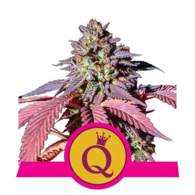 Purple Queen di Royal Queen Seeds: Una varietà di cannabis regale e colorata con potenti e caratteristiche proprietà per veri intenditori.