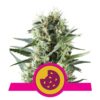 Royal Cookies di Royal Queen Seeds: una varietà di cannabis saporita e potente per intenditori e conoscitori.