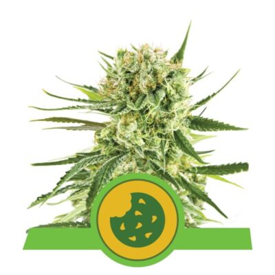 Royal Cookies Automatic di Royal Queen Seeds: una varietà di cannabis autofiorente a fioritura rapida e saporita con caratteristiche deliziose.