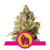 Royal Gorilla Automatic di Royal Queen Seeds: Potente varietà autofiorente per un'esperienza a fioritura rapida e potente.