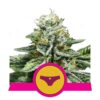 Assapora i dolci piaceri della varietà di cannabis Sherbet Queen di Royal Queen Seeds - Una scelta deliziosa e potente per i conoscitori.