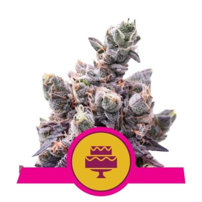 Wedding Gelato: Goditi la dolce tentazione della varietà di cannabis Wedding Gelato di Fast Buds. Un mix perfetto di sapori ed effetti in questa varietà di alta qualità a fioritura rapida.