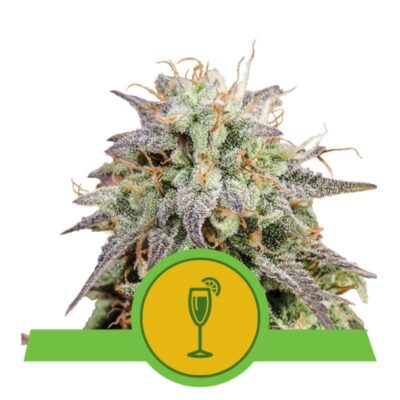 Mimosa Automatic di Royal Queen Seeds:  Goditi la coltivazione senza sforzo e il delizioso sapore di questa varietà di cannabis autofiorente. Scopri un effetto rilassante con aromi fruttati.