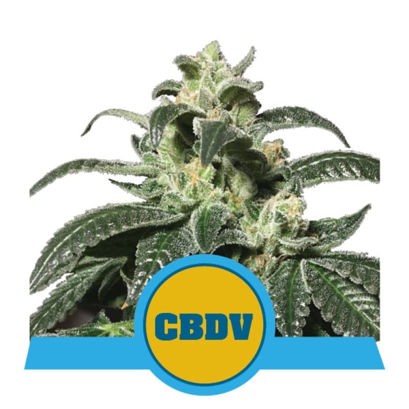 Royal CBDV Automatic di Royal Queen Seeds