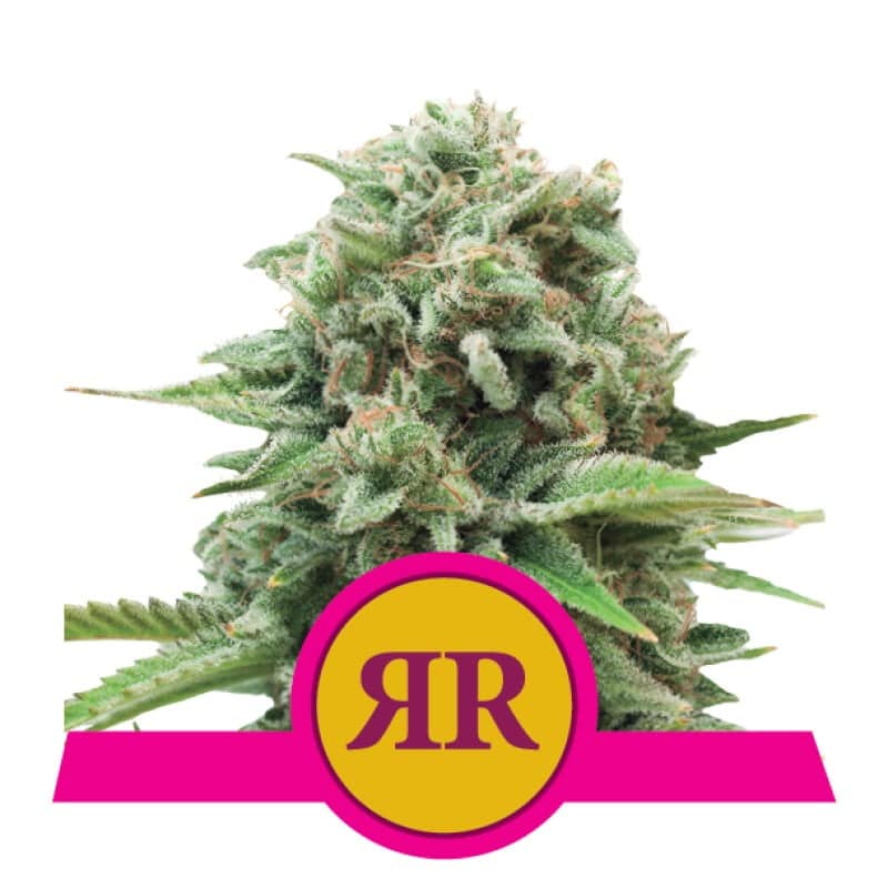 Assapora la perfezione della varietà di cannabis Royal Runtz di Royal Queen Seeds - Una scelta saporita e potente per gli appassionati esigenti.